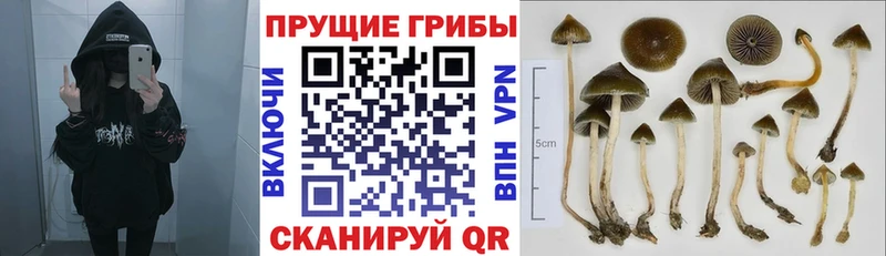 MEGA онион  маркетплейс формула  Галлюциногенные грибы GOLDEN TEACHER  Жирновск 